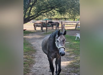German Riding Horse Mix, Gelding, 6 years, 15,1 hh, Can be white