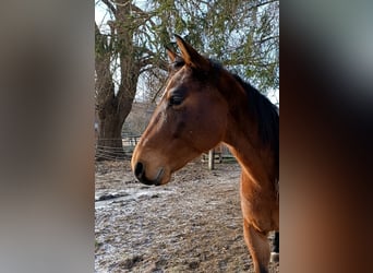 German Riding Horse Mix, Gelding, 6 years, 15,2 hh, Brown