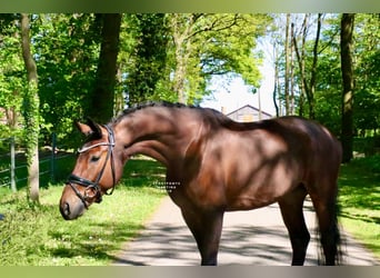 German Riding Horse, Gelding, 6 years, 16.1 hh, Brown