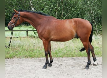 German Riding Horse, Gelding, 6 years, 16.1 hh, Brown