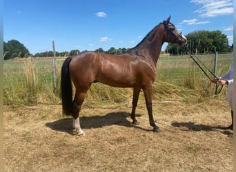German Riding Horse, Gelding, 6 years, 16.1 hh, Brown
