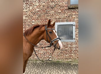 German Riding Horse, Gelding, 6 years, 16.1 hh, Chestnut-Red