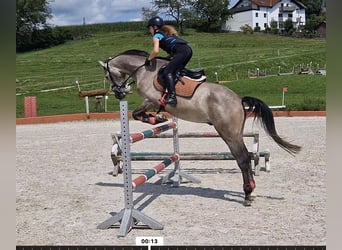 German Riding Horse, Gelding, 6 years, 16.1 hh, Grey