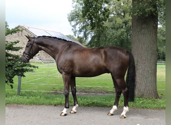 German Riding Horse, Gelding, 6 years, 16,2 hh, Black