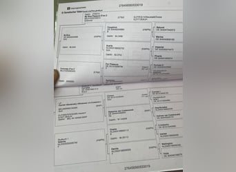 German Riding Horse, Gelding, 6 years, 16.2 hh, Brown