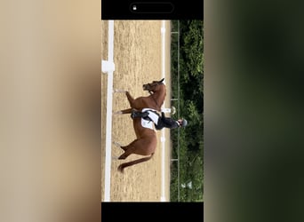 German Riding Horse, Gelding, 6 years, 16,2 hh, Chestnut-Red