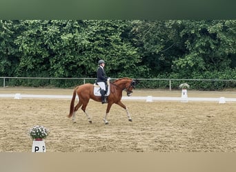 German Riding Horse, Gelding, 6 years, 16,2 hh, Chestnut-Red