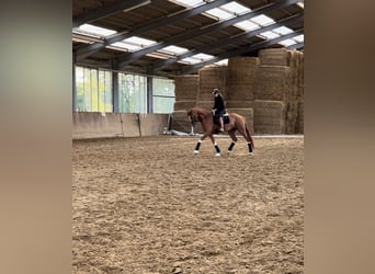 German Riding Horse, Gelding, 6 years, 16,2 hh, Chestnut-Red