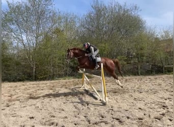 German Riding Horse, Gelding, 6 years, 16.2 hh, Chestnut-Red