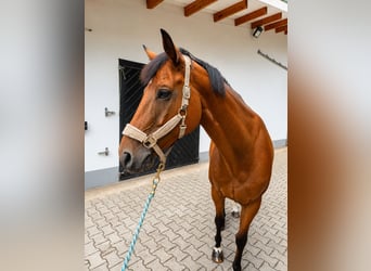 German Riding Horse Mix, Gelding, 6 years, 16 hh, Brown