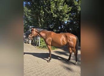 German Riding Horse Mix, Gelding, 6 years, 16 hh, Brown