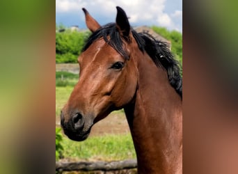 German Riding Horse, Gelding, 6 years, 16 hh, Brown