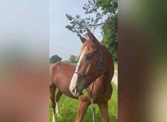 German Riding Horse, Gelding, 6 years, 16 hh, Chestnut-Red