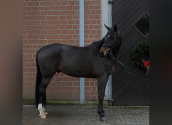 German Riding Horse, Gelding, 6 years, 16,1 hh, Bay-Dark