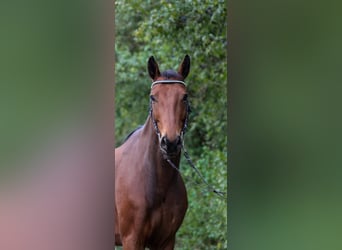 German Riding Horse, Gelding, 6 years, 16,1 hh, Brown