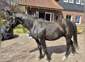 German Riding Horse, Gelding, 6 years, 16,1 hh, Smoky-Black