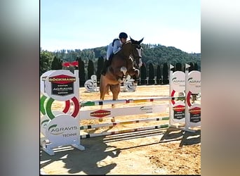 German Riding Horse, Gelding, 6 years, 17.1 hh, Chestnut-Red