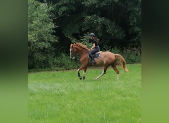 German Riding Horse, Gelding, 6 years, 17.1 hh, Chestnut-Red