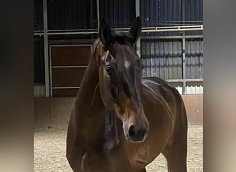 German Riding Horse, Gelding, 6 years, 17 hh, Bay-Dark