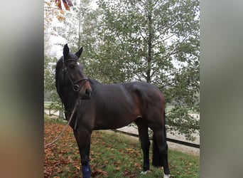 German Riding Horse, Gelding, 6 years, 17 hh, Bay-Dark