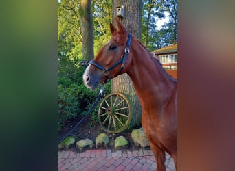 German Riding Horse, Gelding, 6 years, 17 hh, Chestnut-Red