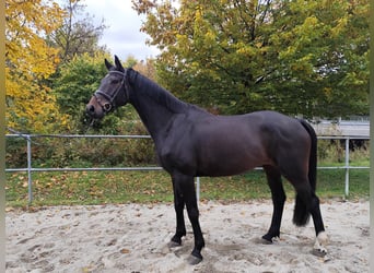 German Riding Horse, Gelding, 6 years, 17 hh, Smoky-Black