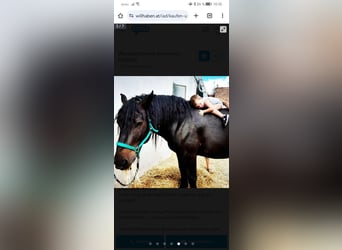 German Riding Horse, Gelding, 6 years, Bay-Dark