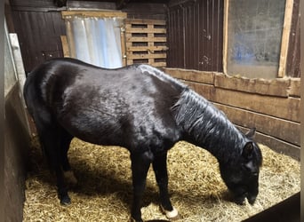 German Riding Horse, Gelding, 7 years, 14,3 hh, Black
