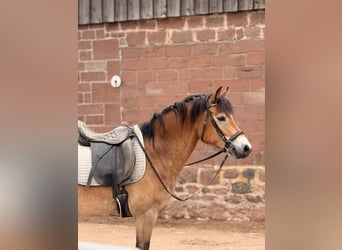 German Riding Horse Mix, Gelding, 7 years, 15.1 hh