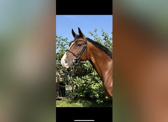 German Riding Horse, Gelding, 7 years, 15,2 hh, Brown