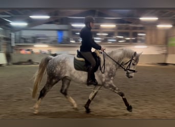 German Riding Horse, Gelding, 7 years, 15,2 hh, Grey