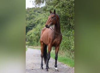 German Riding Horse, Gelding, 7 years, 16.1 hh, Brown