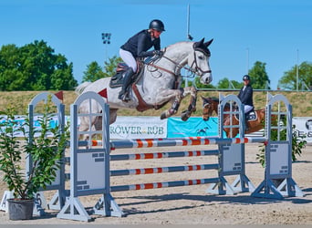 German Riding Horse, Gelding, 7 years, 16.1 hh, Grey
