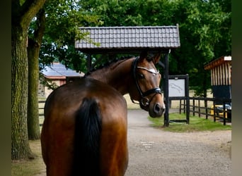 German Riding Horse, Gelding, 7 years, 16.2 hh, Brown
