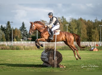 German Riding Horse, Gelding, 7 years, 16.2 hh, Chestnut