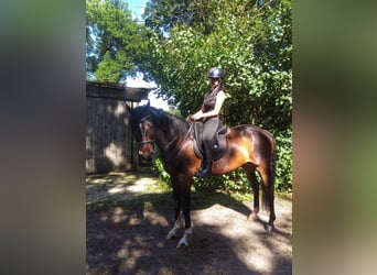 German Riding Horse, Gelding, 7 years, 16 hh, Bay-Dark