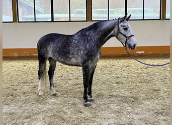 German Riding Horse, Gelding, 7 years, 16 hh, Gray-Dapple