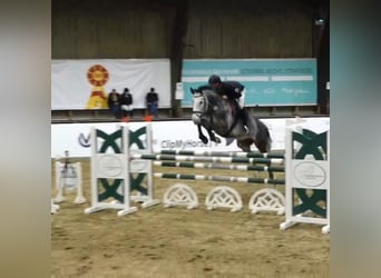 German Riding Horse, Gelding, 7 years, 16 hh, Gray-Dapple