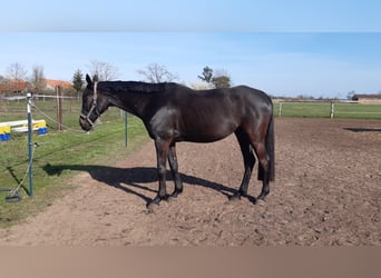 German Riding Horse, Gelding, 7 years, 16,2 hh, Bay-Dark