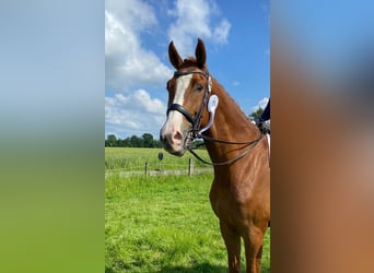 German Riding Horse, Gelding, 7 years, 17.1 hh, Chestnut-Red