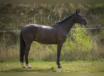 German Riding Horse, Gelding, 7 years, 17 hh, Black