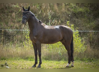 German Riding Horse, Gelding, 7 years, 17 hh, Black