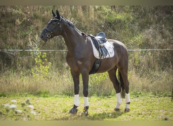 German Riding Horse, Gelding, 7 years, 17 hh, Black