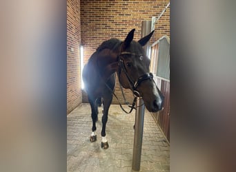 German Riding Horse, Gelding, 7 years, 17 hh, Black