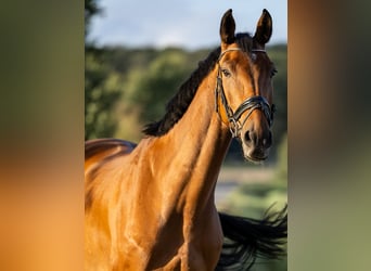 German Riding Horse, Gelding, 7 years, 17 hh, Brown