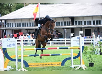 German Riding Horse, Gelding, 7 years, 17 hh, Brown