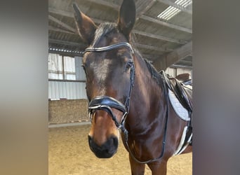 German Riding Horse, Gelding, 7 years, 17 hh, Brown