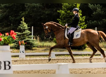German Riding Horse, Gelding, 7 years, 17 hh, Chestnut-Red