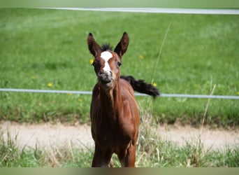 German Riding Horse Mix, Gelding, 7 years, 17 hh