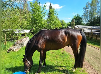 German Riding Horse, Gelding, 7 years, 17 hh, Smoky-Black